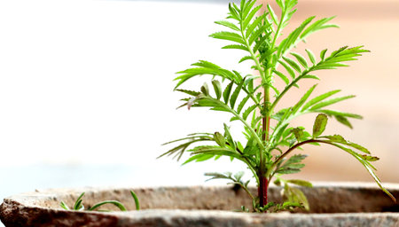 Small plant in a pot on a pot on a light backgroundの写真素材