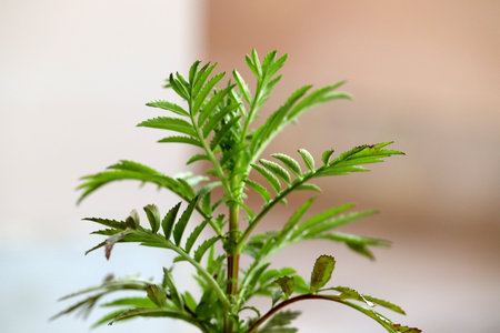Green leaves of marigold plant closeup on blurred background with copy spaceの写真素材