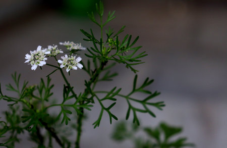 Small white flowers of dill on a dark background, close-upの写真素材
