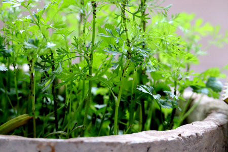 Close-up of fresh green parsley coriander plant growing in a potの写真素材