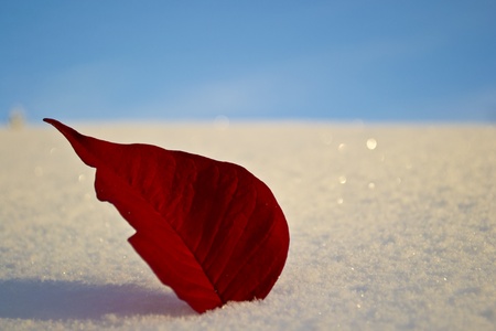 Red leaves from a poinsettia in the snow with blue sky in the backgroundの写真素材