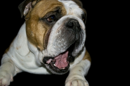 Talking English bulldog の写真素材