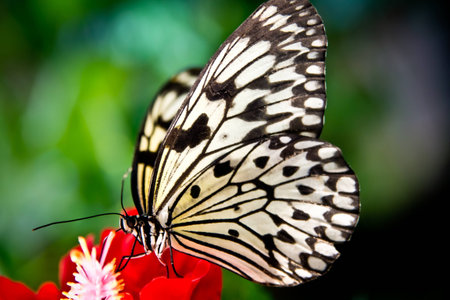 the paper kite butterfly idea leuconoe sitting on a red flower