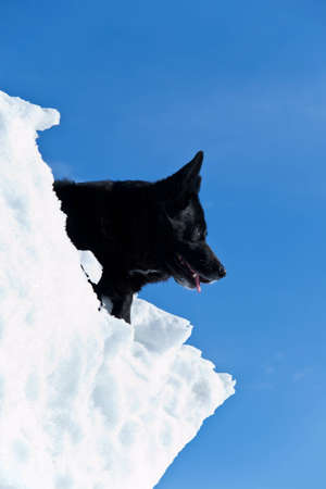 Black mixed breed dog sitting on a mountain of snow with a clear blue sky in the backgroundの写真素材