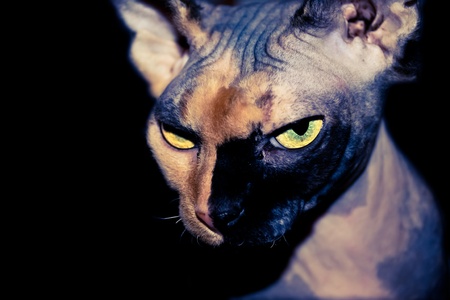 Sphynx cat on a black background with bright eyes that look dangerousの写真素材