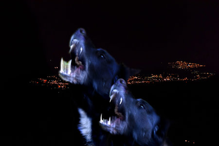 two black howling dogs that resemble wolves