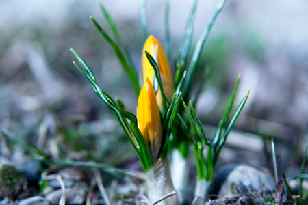 two yellow crocus bud in the spring sunshine