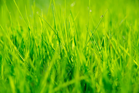 green grass in the summerの写真素材