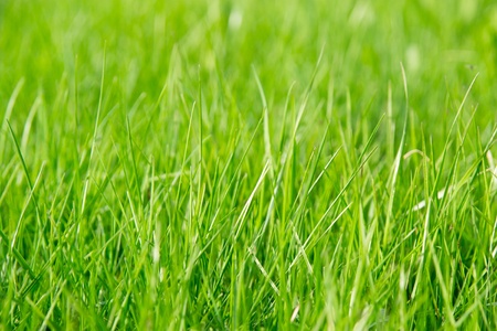 green grass in the summertimeの写真素材