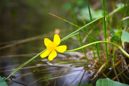 lonely marsh marigolds over calm waterの写真素材