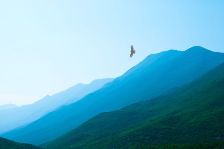 raptor flying over misty mountains with a beautiful valley far below him
