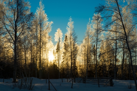 beautiful winter picture of frosty birch forest with the sun glistening through  blue skies and lots of snowの写真素材