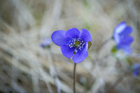 blur image of a blue anemone with tort grass in the background