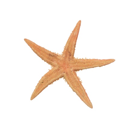 beige starfish on a white backgroundの写真素材
