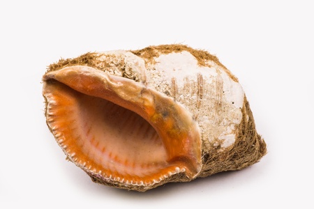 lone orange seashell on a white backgroundの写真素材