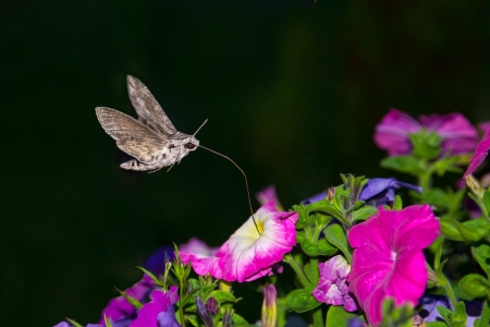 Privet Hawk Moth, Sphinx ligustri sucking nectar from a flowerの写真素材