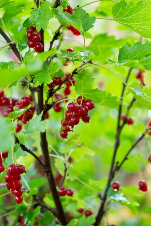redcurrant bush with many hanging currant among the leavesの写真素材