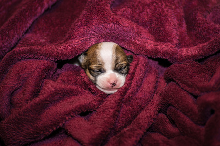 smiling small chihuahua puppy wrapped in a blanket so only the head is visibleの写真素材