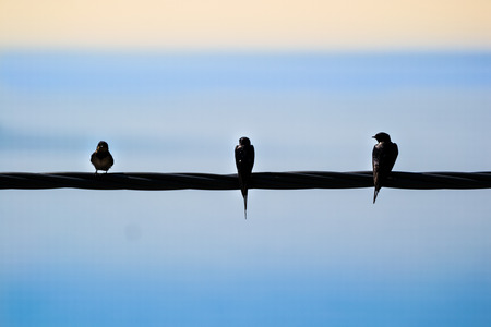 three swallows sitting on a power line with the sea and the horizon behind themの写真素材