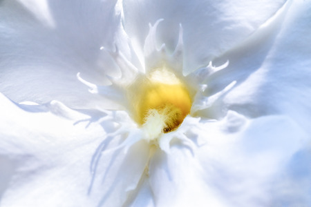 close up of a beautiful romantic white flower perfect as backgroundの写真素材