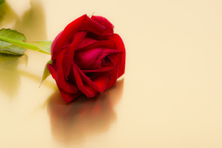 close up of a perfect blood red rose on a gold backgroundの写真素材
