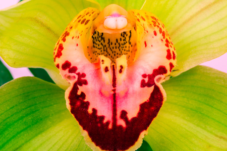 close up of a yellow and pink orchid with green leaves aroundの写真素材