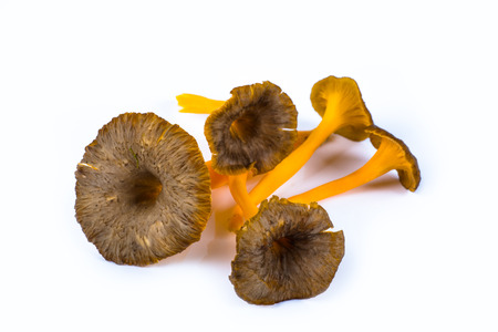 five yellow trumpet mushrooms yellow foot in a pile on a white backgroundの写真素材