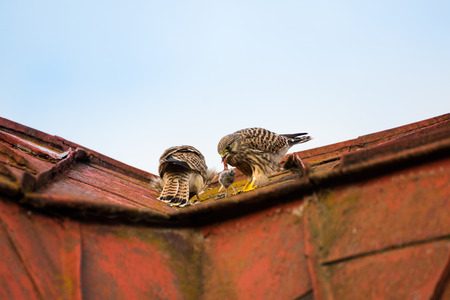 two kestrels sitting and eating on a roof with blue sky in the backgroundの写真素材