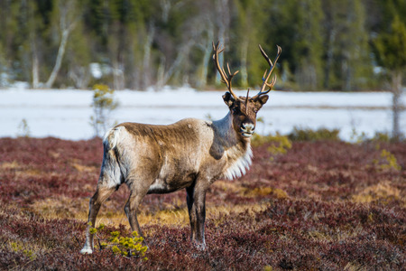 beautiful reindeer bull looking directly into the camera in northern Swedenの写真素材