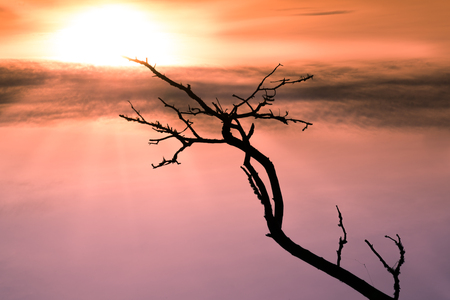 empty black branch stretching towards the sun in a beautiful skyの写真素材
