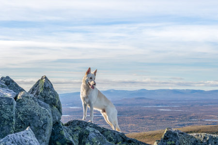 White German Shepherd dog standing on a mountain with mountain landscape in the background in...