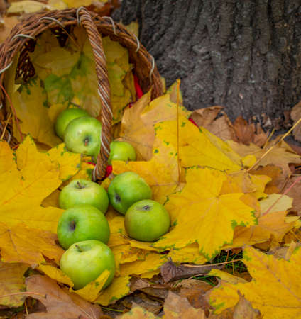 apples on autumn leaves, green apples in a basketの写真素材