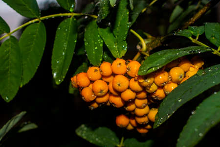 pyracantha orange close-up with water dropsの写真素材