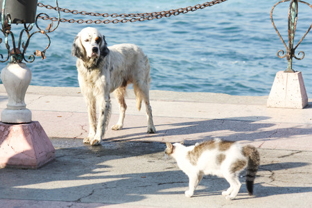 dog and cat encounterの写真素材