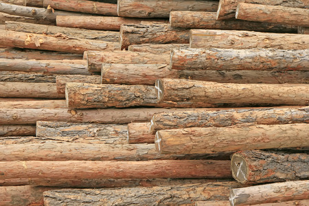 Heap of pine togetherの写真素材