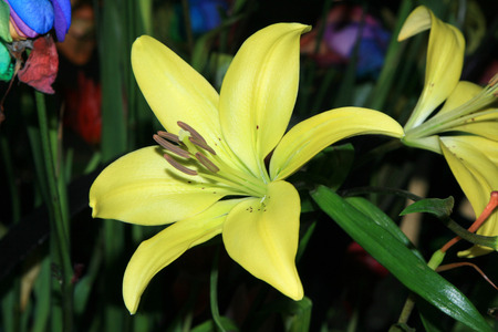 Lilyの写真素材