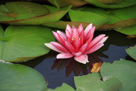 Flowers bloom in the surface of the water lily flowerの写真素材