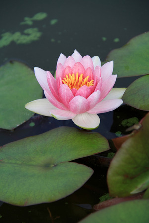 Flowers bloom in the surface of the water lily flowerの写真素材