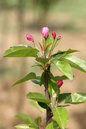 Chinese flowering apple flower budの写真素材