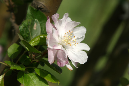 Chinese flowering crab-apple bloomingの写真素材