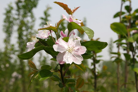 Chinese flowering crab-apple bloomingの写真素材