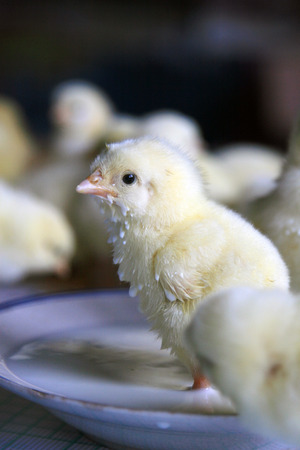 Chickの写真素材