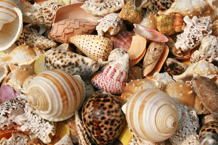 Various of shells and sea snailsの写真素材