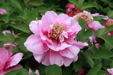 Safflowerの写真素材
