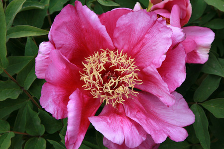 Safflowerの写真素材