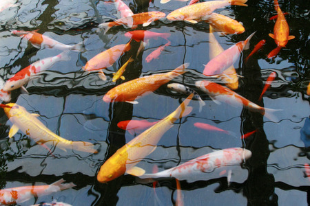 Brocade carpの写真素材
