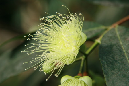 flower on the branchの写真素材