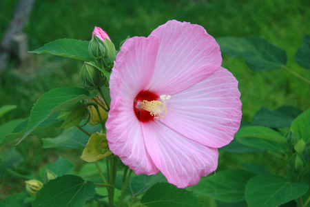 pink flowerの写真素材
