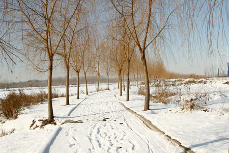 Winter scenery with footprints on snowの写真素材