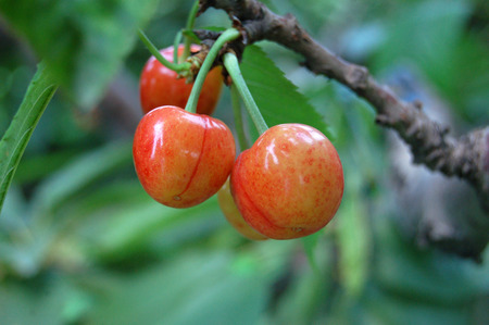 cherriesの写真素材